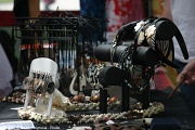 img_0455